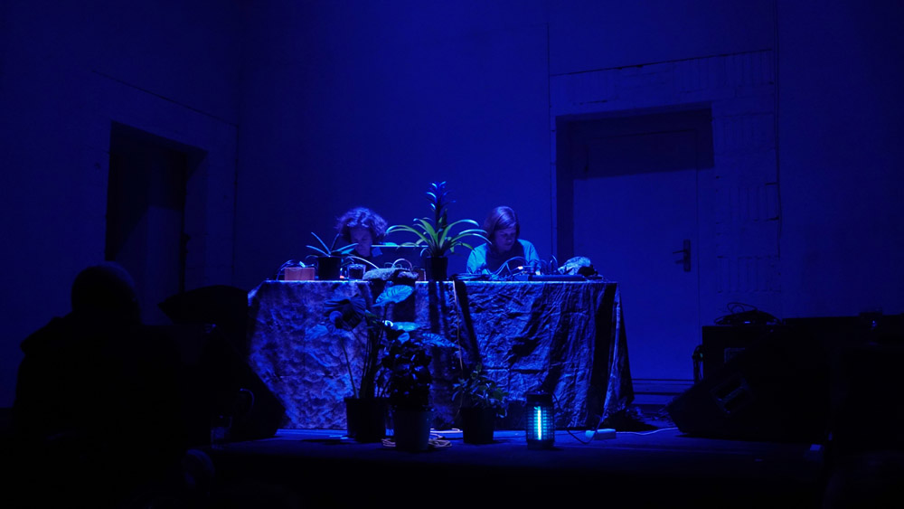 Plants and Animalia